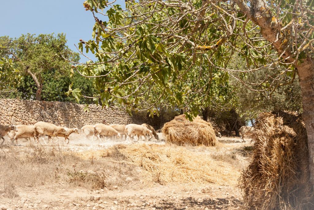 منزل الضيف لوكماجور  في أجروتوريزمي بيرولا - للكبار فقط المظهر الخارجي الصورة